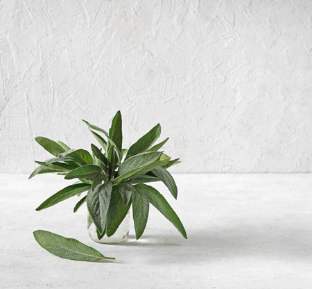 Organic sage plant in the glass jar on the white kitchen table, copy spaceの写真素材