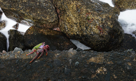 Sally lightfoot crab, red crab on a black rock, selective focusの写真素材