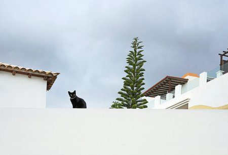 Black cat sitting on a white wall of Teneries house, dark sky befor storm. copy spaceの写真素材