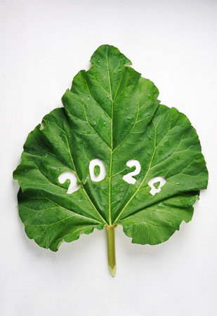 Fresh rhubarb with number 2024 of the new year on white background, top view