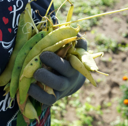 Green beans in female hand close up, with plants of bean on a background.