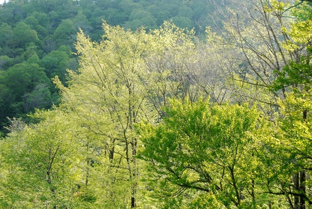 tender greenの写真素材