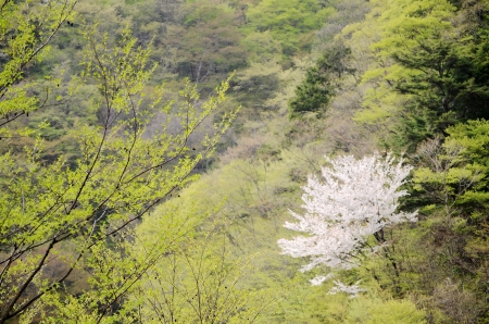 cherry blossoms and tender greenの写真素材