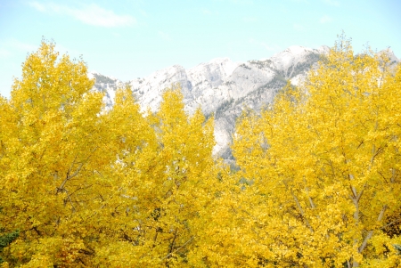 Yellow leaves in autumn,near Tunnel Mountain in Banff,Canadian Rockies ,Canadaの写真素材