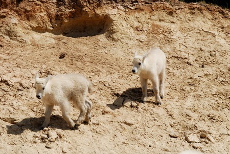 Two Children of Mountain Goat at the side of Icefields Parkway,Canadian Rockies ,Canadaの写真素材