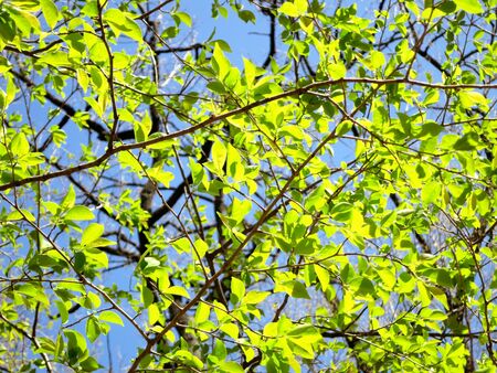 Tender green in the sunshine in springの写真素材