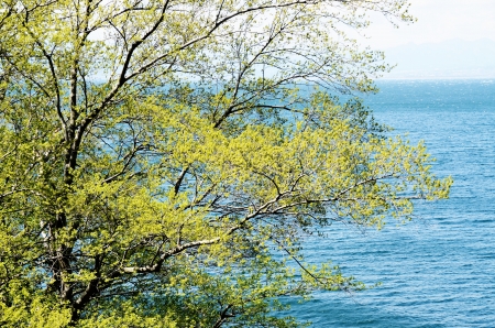 Tender green and blue sea in springの写真素材