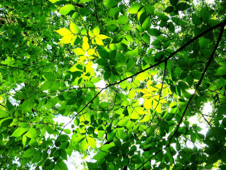 Tender green in the sunshine in springの写真素材