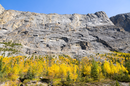 ???????????????????????????? ?Icefields Parkway in Autumn, Canadian Rockiesの写真素材