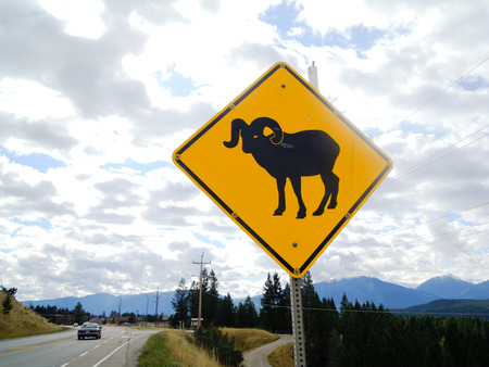 Traffic Sogn that say ' Take care of the Bighorn Sheep leaping out to the roads?, British Columbia Highway 95の写真素材