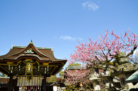 UME Blossoms and the Main Building in Kitano Tenmangu at the Shrine, the Tablet with Shrine's name, Kyoto, Japanのeditorial素材