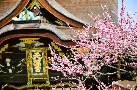 UME Blossoms and the Main Building in Kitano Tenmangu at the Shrine, the Tablet with Shrine's name, Kyoto, Japanのeditorial素材