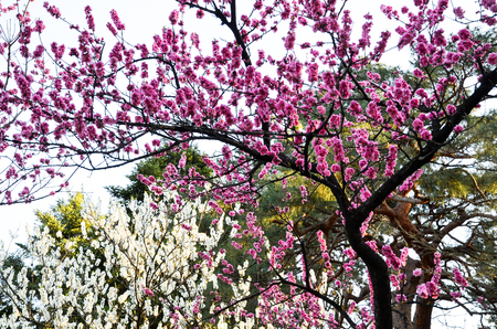 UME Blossoms in Kyoto Gyoen Garden in the Evening, Kyoto, Japanのeditorial素材