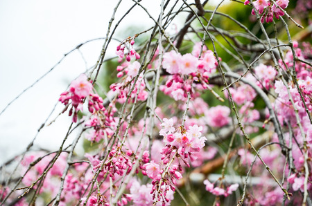 At the Cherry Blossoms in Hirano Jinja Shrine, Kyoto, Japanの写真素材