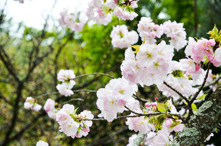 At the Cherry Blossoms in Hirano Jinja Shrine, Kyoto, Japanの写真素材
