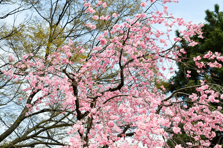 Double Cherry Blossoms along the Nakaragi-no-michi Path, Kyoto, Japanの写真素材