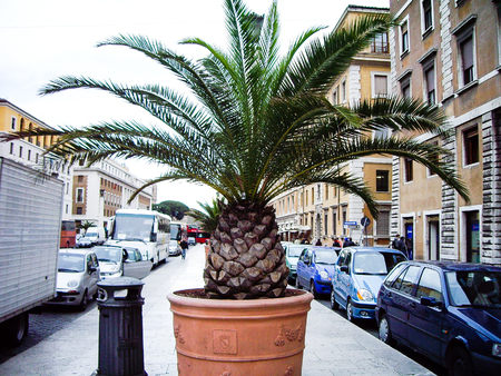 Pigna (Pine Cone) in the City of Rome, Italyの写真素材
