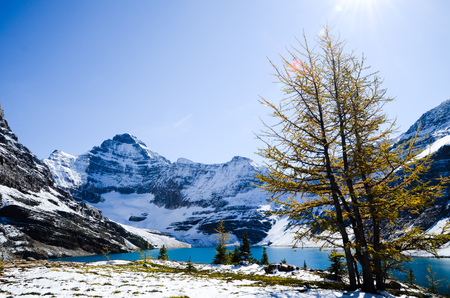 Autumn Scenery of Lake McArthur, Yoho National Park, Canadian Rockiesの写真素材