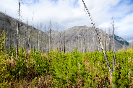 Canadian Rockies Kootenayの写真素材