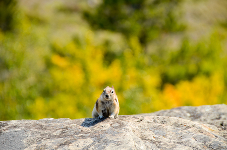 Wild Squirrel in Canadian Rocky Yamnuskaの写真素材