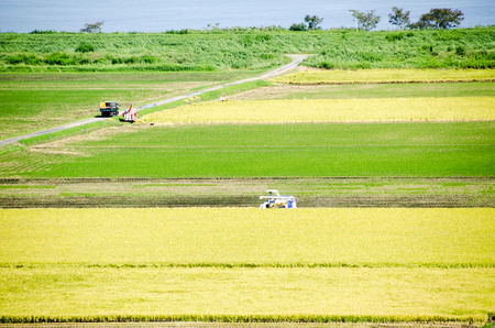 Paddy Field in Harvest Season (Sawara, Chiba, Japan)の写真素材