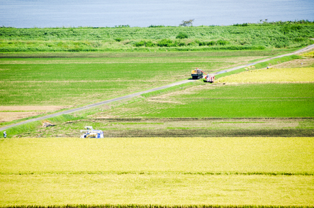 Paddy Field in Harvest Season (Sawara, Chiba, Japan)の写真素材