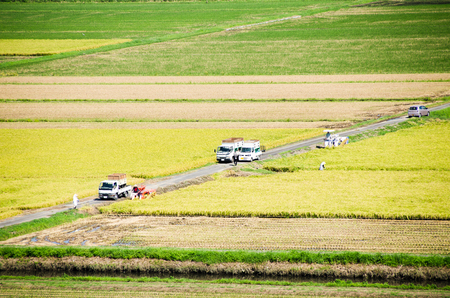 Paddy Field in Harvest Season (Sawara, Chiba, Japan)の写真素材