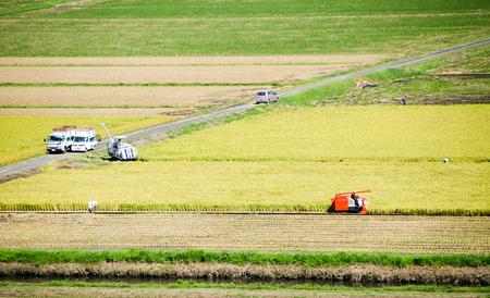Paddy Field in Harvest Season (Sawara, Chiba, Japan)の写真素材