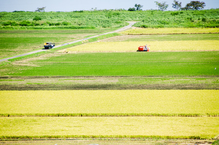Paddy Field in Harvest Season (Sawara, Chiba, Japan)の写真素材