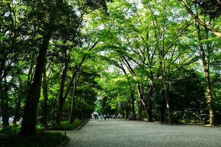 Approach to Shimamo-jinja Shrine of Fresh Verdure in the Evening, Kyoto, Japanのeditorial素材
