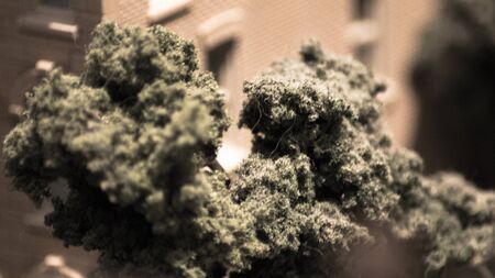 Trees in urbanの写真素材