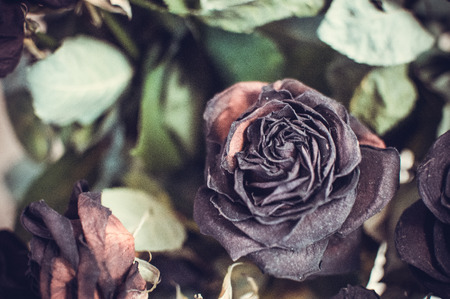 dried flowers