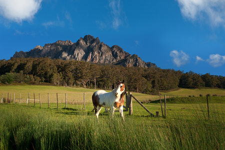 single horse in green field of the farmland at Mount Roland, Tasmania, Australiaの写真素材