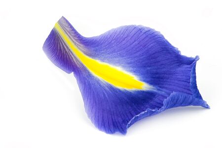 Purple iris petal isolated on white backgroundの写真素材