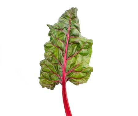 swiss chard or silverbeet leaf isolated on white backgroundの写真素材