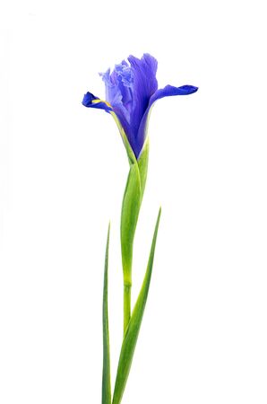 purple iris flower single stem isolated on white backgroundの写真素材