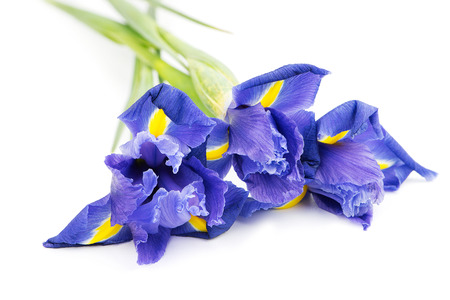Purple Iris flowers in selective focus on white backgroundの写真素材