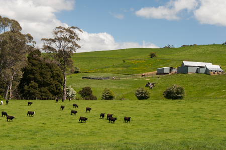 Farmland with cattle grazing on hillside in Tasmania, Australiaの写真素材