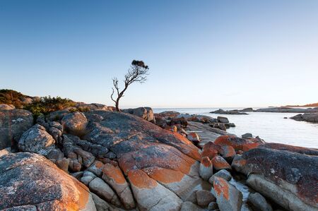 Orange lichen on granite rocks along Bay of Fires at Binnalong Bay near St Helens, Tasmania, Australiaの写真素材