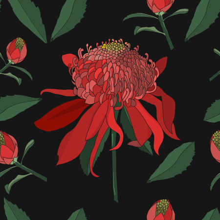 Seamless pattern of hand drawn australia waratah wild flower on blackのイラスト素材