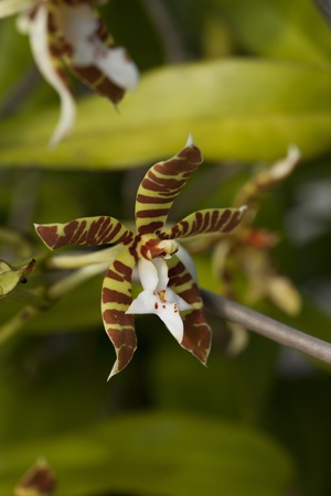 Wild orchid of Thailand, Staurochilus fasciatusの写真素材