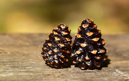 two pine cones next to each otherの写真素材