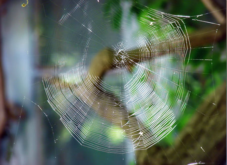 A thin transparent spiderweb near a branch against a background of green plantsの写真素材