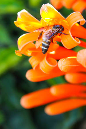Bee collecting pollen from orange flower