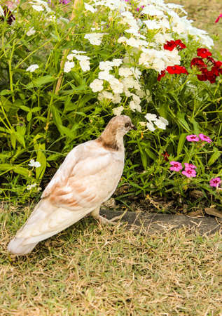 A pigeon in flower gardenの写真素材