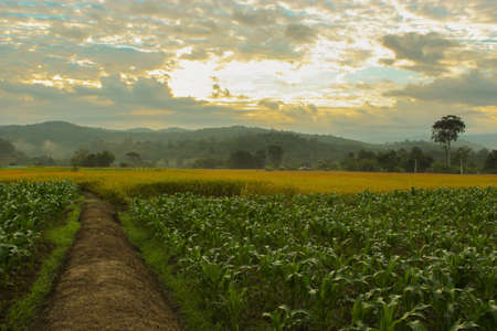 Vegetable garden in morningの写真素材