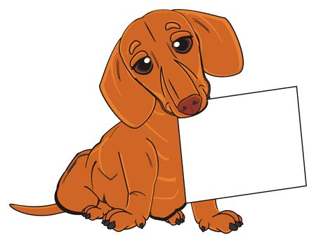 orange dachshund sit and hold clean paperの写真素材