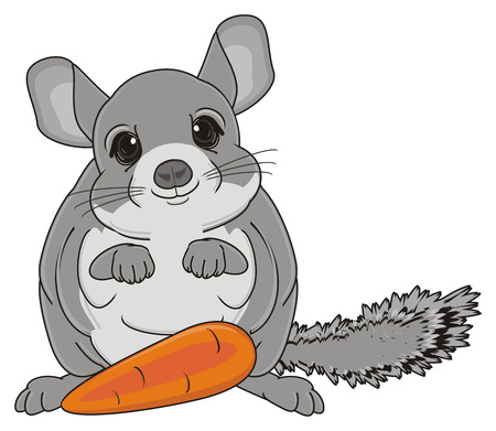 chinchilla stand with orange carrotの写真素材