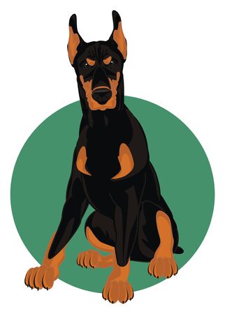 evil dobermanの写真素材
