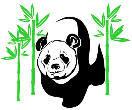 panda and green bambooの写真素材